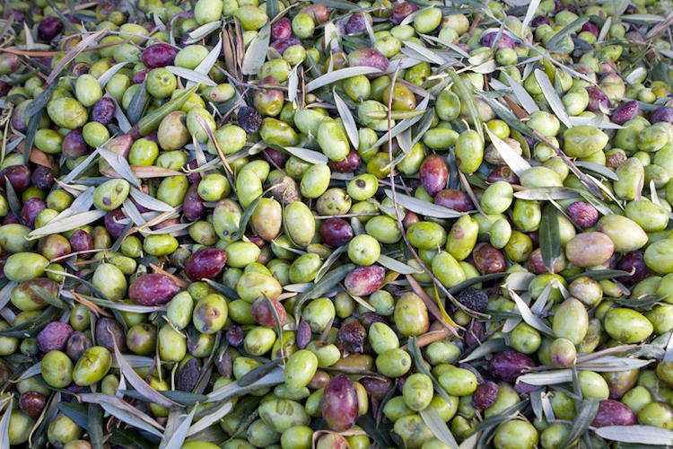 olive-olivicoltura-by-agatalagati-fotolia-750